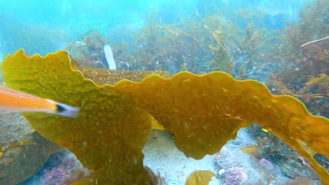 Underwater Footage of Corals and Fishes