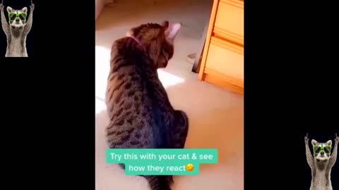 Funniest Cats And Dogs Videos 😂 - Best Funny Animal Videos 2023 😅 #2