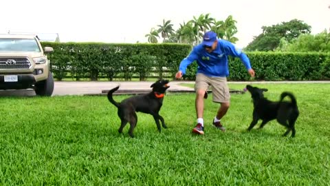 Behind the scenes footage at my dog trainers dog training academy.