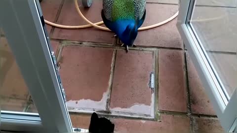 Peacock Vs Cats Compilation