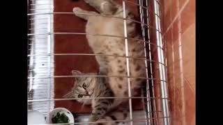 Hilarious Cat Fails