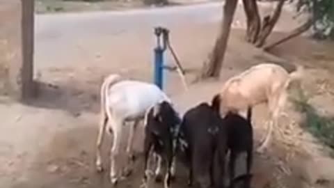 An automatic handle pump feeding water to goats