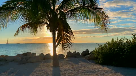 Sunrise behind palmtree