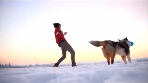 Amazing skills of training a dogs brain