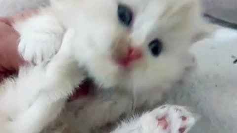 Kitten Meowing |Cat Sound| Cute Cat Videos #shorts #cat #puppy #catlover #catfunnyshorts #luca #cute