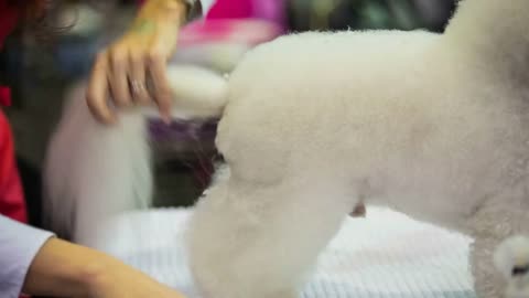 Person hairdressing cute dog with scissors