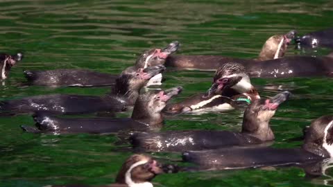 LITTLE PENGUINS 🐧 ENJOY SWIMMING IN THE LAKE 🐧🐧🐧