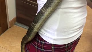 Handling a King Cobra