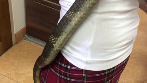 Handling a King Cobra