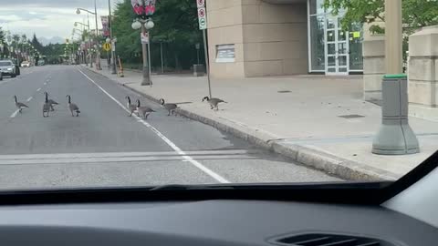 Hysterically Laughing at a Gaggle of Geese