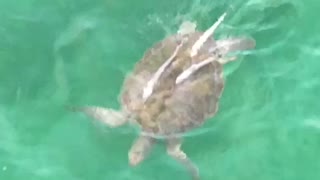 Sea turtle