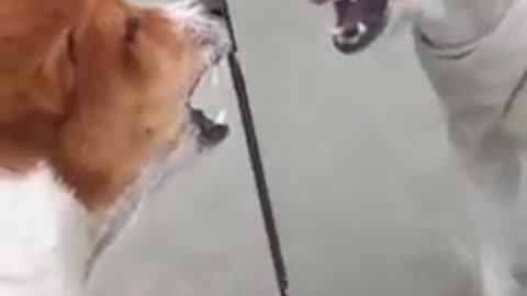 DOG,s and CAT,s funny moments