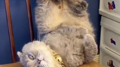 Funniest Cats 😹 - Don't try to hold back Laughter 😂 - Funny Cats Life