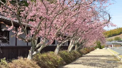 cherry Blossem (sakura flower}