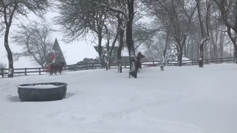 Horses Frolic and Play in the Snow