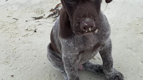 Bush's Floppy Ears in the Wind at the Beach