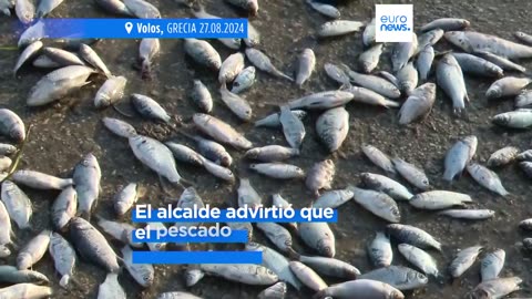 Grecia anuncia un plan de ayuda tras la llegada de toneladas de peces muertos a Volos