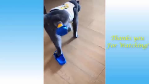 The Best FUNNY CATS Videos - Funny Animal