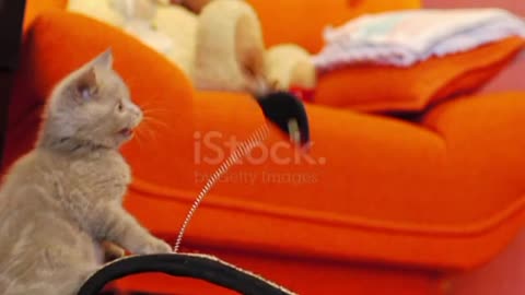 Kitten playing with a toy mouse🥰❤️