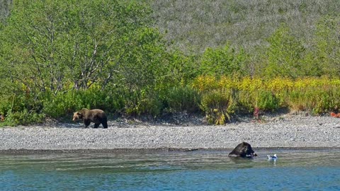 Bear is Dangerous wild animals. Avki Large on riverbank while friend eats fish in water