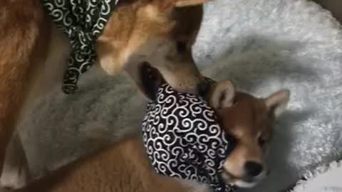 Jealous shiba dog and cute shiba puppy