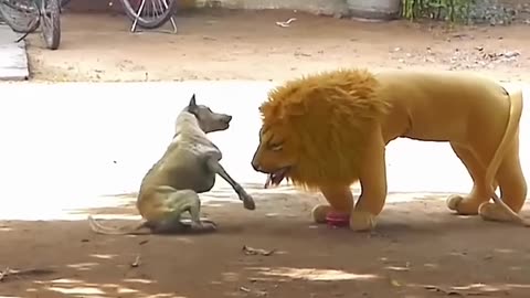 Fran the terrible lion with the dog#funny_#moment_😱😱😱😱