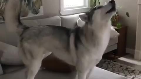 Funniest Siberian Husky Dog Videos 😁😇 Best Funny Animal Videos 2022 😺 Funny Dog Videos 2022 😁