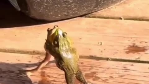 Funny Amphibian Fight😂😂