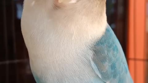 The best Singing Female Lovebird