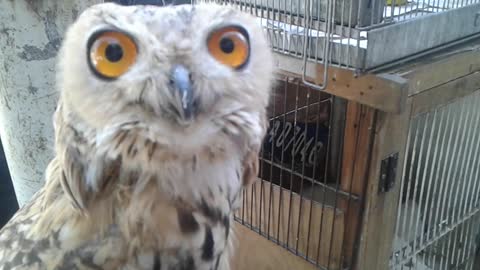 Beautiful bird owl،