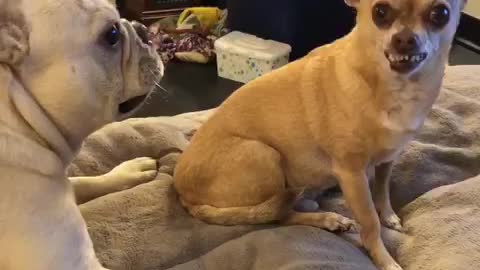 Dogs Demonstrate Typical Sibling Rivalry On Camera