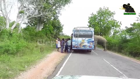 A severe elephant attack on a bus. People fall down in fear .