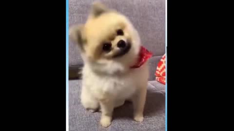 Funny Videos of Cats and Dogs and Animals