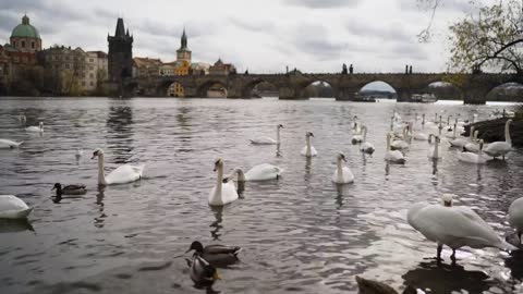 Swans swimming on the banks of a river