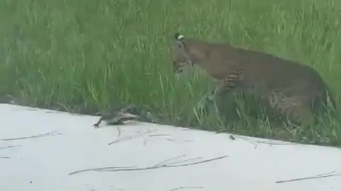 jaguar fighting with wild lizard