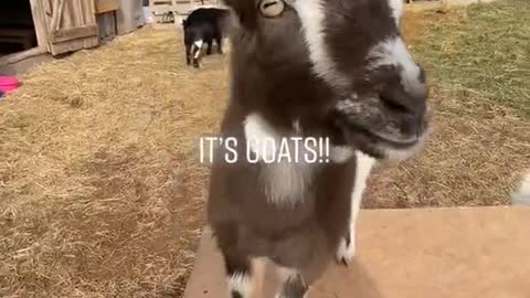 For my part, I really don't like goats!