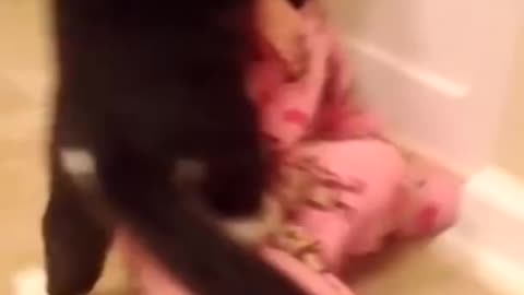 Cat Attacks Baby😭😭😭😭😭😭