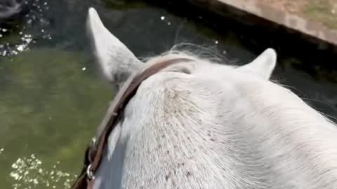 It is playing with water happily, so cute