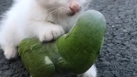 Cute Cat and parrot close friendship