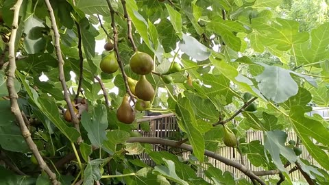 The Mouse comes back for a second serving of the Fig in the Flemish Tasty Forest