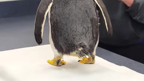 This cute penguin doesn't know where he is