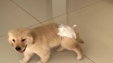 Funniest & Cutest Golden Retriever Puppies