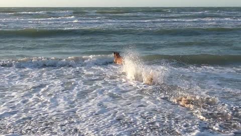 dog malinoi training in the sea.