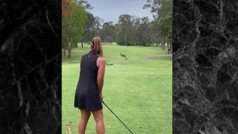 See how the kangaroos blocked the path of the lady playing golf.