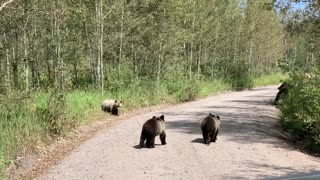 Grizzly Bear 399 and Her Four Cubs