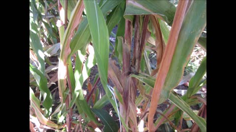 Standing Tall Gem Glass Corn Stalk September 2021