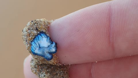 Beautiful Sea Slug Found in Sand