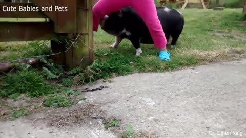 Different Funny Animals Chasing and Scaring People Videos