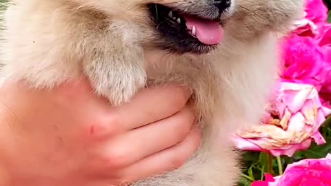 Very cute Pomeranian puppy dog 🐕🐶