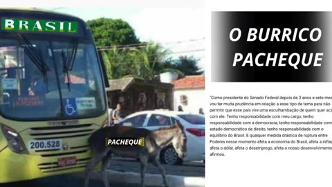 O BURRICO PACHEQUE